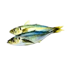 FROZEN INDIAN MACKEREL (KEMBUNG) 1KG