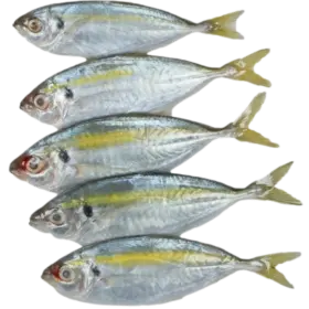 FROZEN YELLOW STRIPE TREVALLY (SELAR KUNING) 1KG